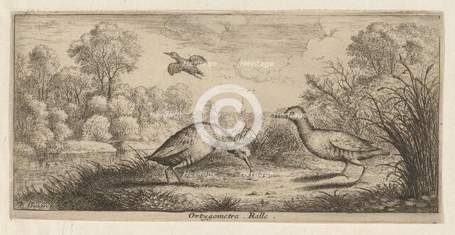 Ortygometra, Ralle (The Rail): Livre d'Oyseaux (Book of Birds), 1655-1660., Creator: albert flamen.