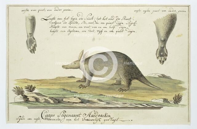 Orycteropus afer (Aardvark), 1777-1786. Creator: Robert Jacob Gordon.