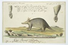 Orycteropus afer (Aardvark), 1777-1786. Creator: Robert Jacob Gordon