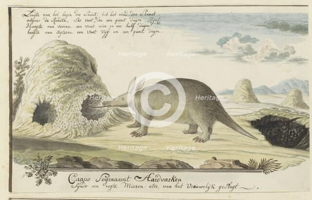 Orycteropus afer (Aardvark), 1777-1786. Creator: Robert Jacob Gordon.