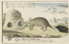 Orycteropus afer (Aardvark), 1777-1786. Creator: Robert Jacob Gordon
