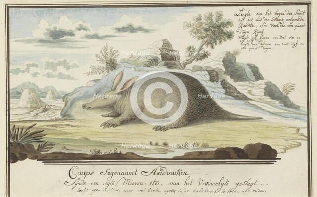 Orycteropus afer (Aardvark), 1777-1786. Creator: Robert Jacob Gordon.