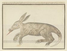 Orycteropus afer (Aardvark), 1777-1786. Creator: Robert Jacob Gordon