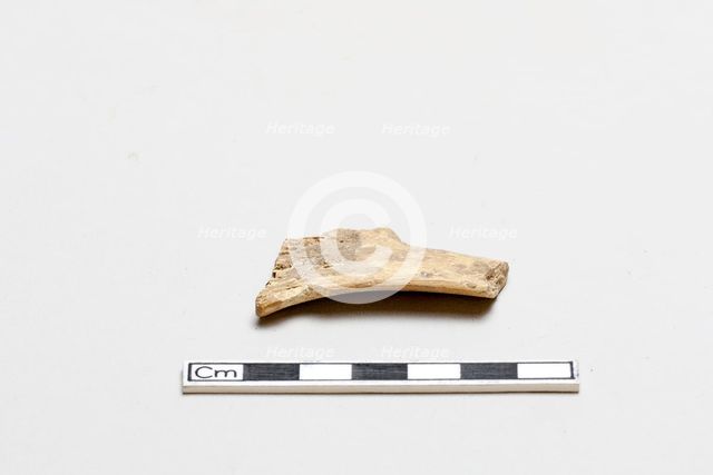 Oracle bone, inscribed, Shang dynasty, ca. 1600 - ca. 1050 BCE. Creator: Unknown.