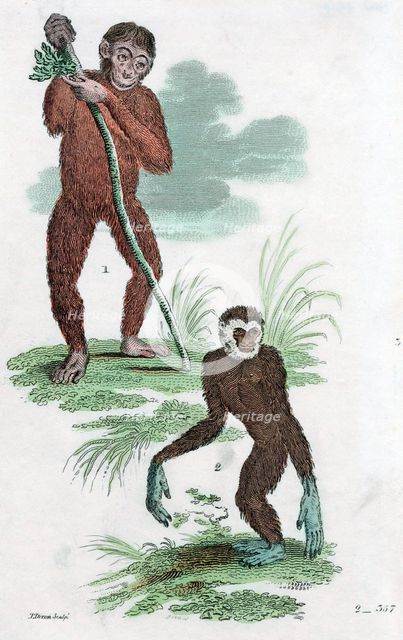 Orang Utang and Gibbon, 1822. Artist: Unknown