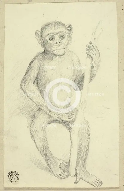 Orangutang, n.d. Creator: Edwin Henry Landseer.