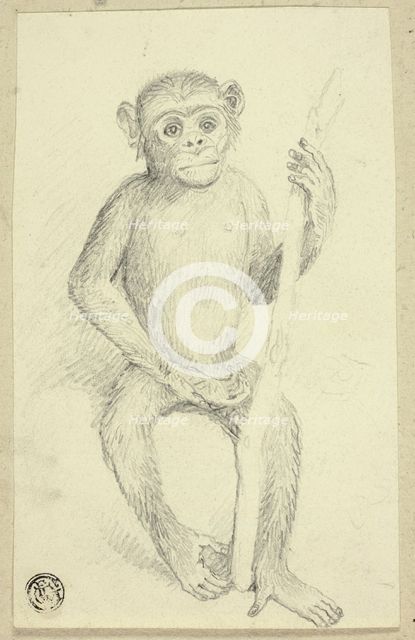 Orangutang, n.d. Creator: Edwin Henry Landseer.