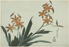 Orange Orchids, from an untitled series of flowers, Japan, c. 1832. Creator: Hokusai