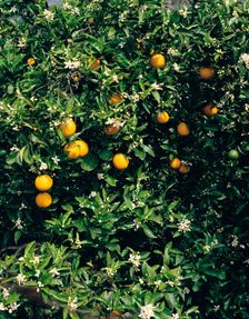 Orange blossom and fruit, Majorca. Creator: Peter Thompson