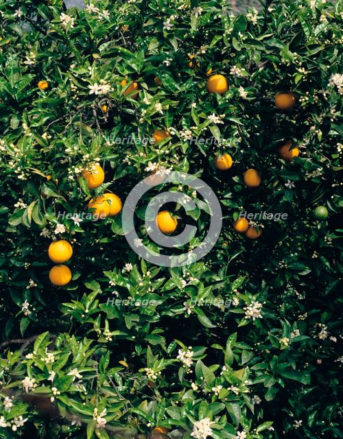 Orange blossom and fruit, Majorca. Creator: Peter Thompson.