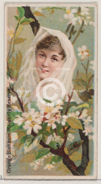 Orange Blossom: Maidenly Reserve, from the series Floral Beauties and Language of Flowers ..., 1892. Creator: Donaldson Brothers.