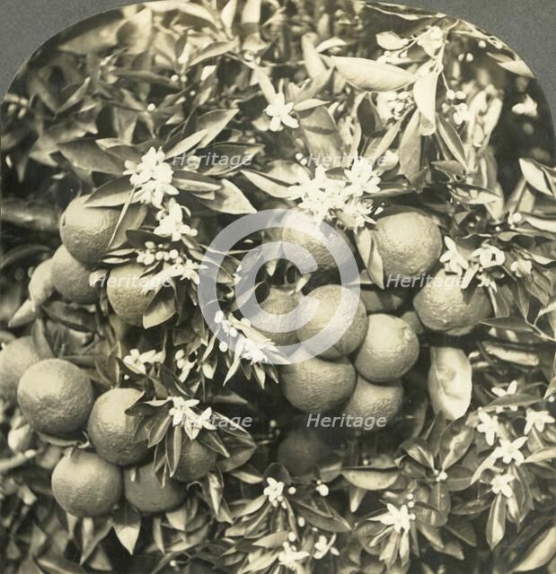 'Orange Blossoms and Mature Oranges Growing on the Same Tree, California', c1900.  Creator: Keystone View Company.