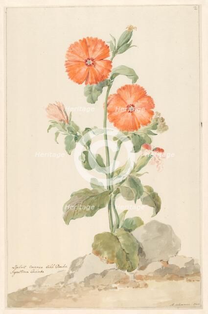 Orange Cuckoo Flower (Oranje Koekoeksbloem) in landscape, c.1790. Creator: Aert Schouman.
