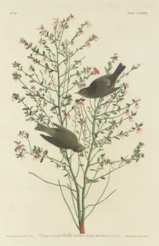 Orange-crowned Warbler, 1833. Creator: Robert Havell