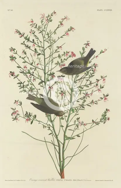 Orange-crowned Warbler, 1833. Creator: Robert Havell.