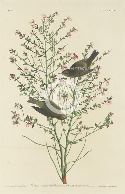 Orange-crowned Warbler, 1833. Creator: Robert Havell.