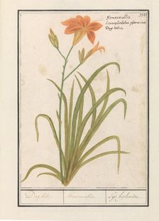 Orange Daylily (Hemerocallis), 1596-1610. Creators: Anselmus de Boodt, Elias Verhulst