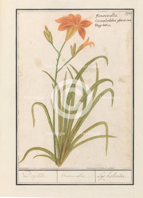 Orange Daylily (Hemerocallis), 1596-1610. Creators: Anselmus de Boodt, Elias Verhulst.