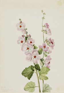Orange-Eye Globemallow (Sphaeralcea davidsonii), 1926. Creator: Mary Vaux Walcott