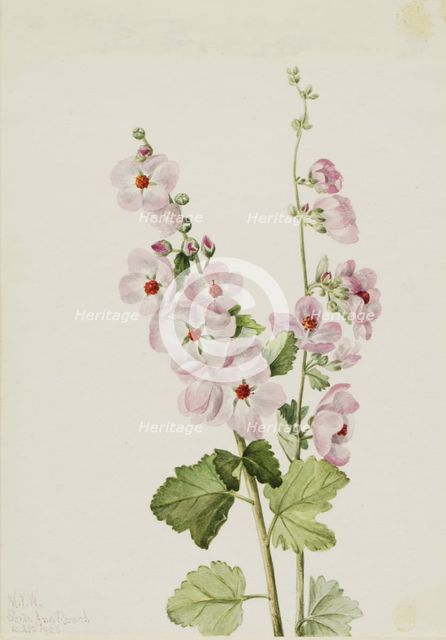 Orange-Eye Globemallow (Sphaeralcea davidsonii), 1926. Creator: Mary Vaux Walcott.