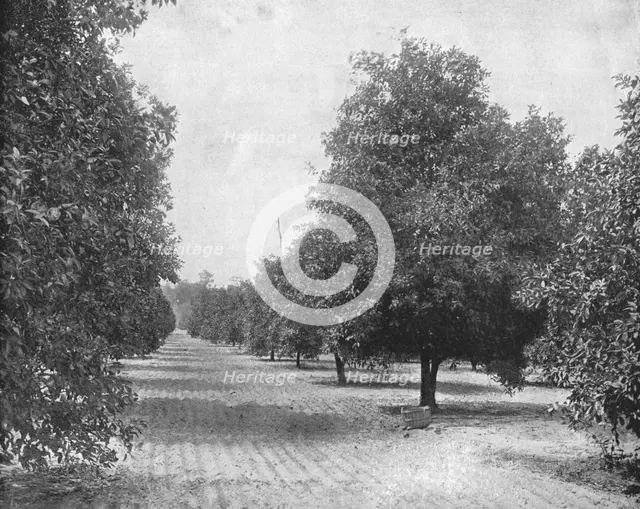 Orange Grove, Seville, Florida, USA, c1900. Creator: Unknown.