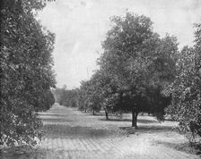 Orange Grove, Seville, Florida, USA, c1900. Creator: Unknown
