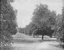 Orange Grove, Seville, Florida c1897. Creator: Unknown