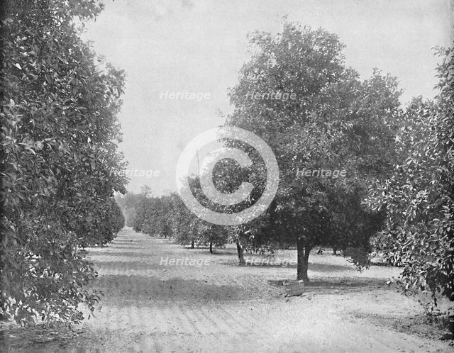 'Orange Grove, Seville, Florida', c1897. Creator: Unknown.