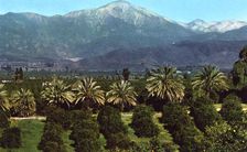 Orange groves and mountains, California, USA, 1953