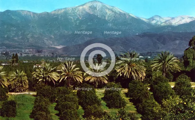 Orange groves and mountains, California, USA, 1953. Artist: Unknown