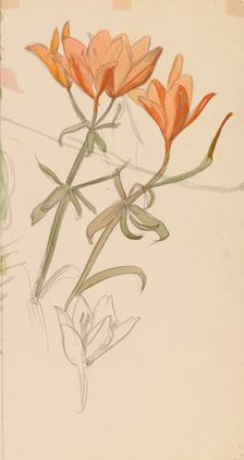 Orange Lilies, c1890s. Creator: Albert Edelfelt
