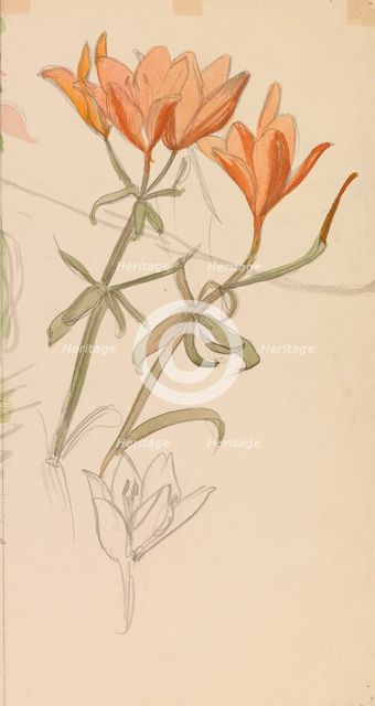 Orange Lilies, c1890s. Creator: Albert Edelfelt.