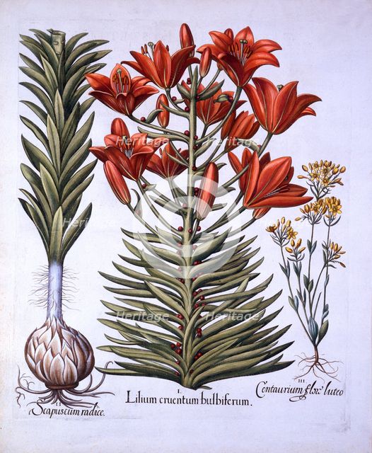 Orange Lily with Bulbils and Bulbs, Late-Blooming Blackstoria, from 'Hortus Eystettensis', by Basil 