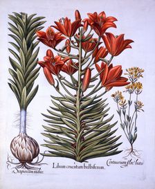 Orange Lily with Bulbils and Bulbs, Late-Blooming Blackstoria, from Hortus Eystettensis by Basil
