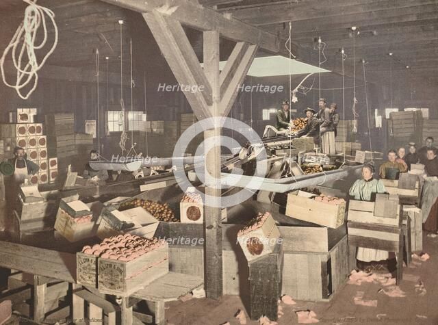 Orange Packing at Redlands, published 1899. Creator: Unknown.