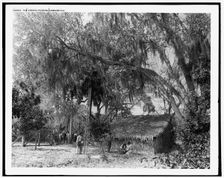 Orange pickers, Ormond, Fla., between 1880 and 1897. Creator: William H. Jackson