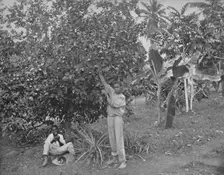 Orange-Picking in Jamaica 19th century