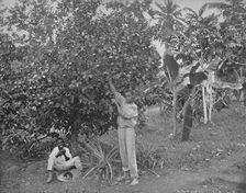 Orange-Picking in Jamaica 19th century