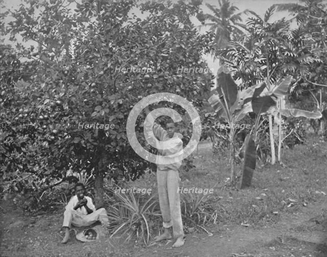 'Orange-Picking in Jamaica', 19th century. Artist: Unknown.