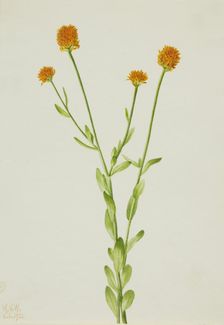 Orange Polygala (Polygala lutea), 1926. Creator: Mary Vaux Walcott