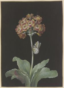 Orange-red auricula (Primula auricula) with gooseberry harlequin,,,. c1730-1783. Creator: Barbara Regina Dietzsch