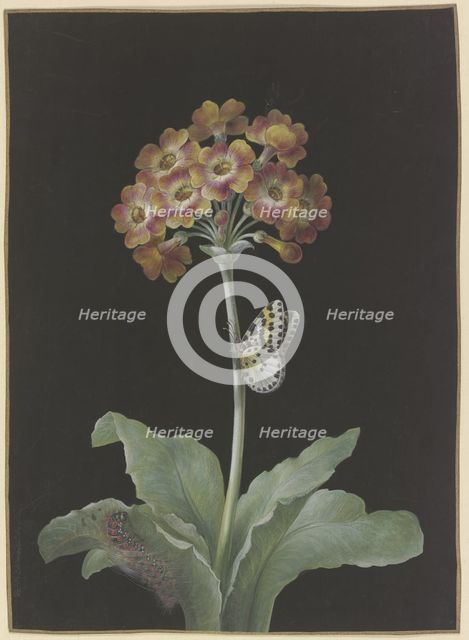 Orange-red auricula (Primula auricula) with gooseberry harlequin,,,. c1730-1783. Creator: Barbara Regina Dietzsch.
