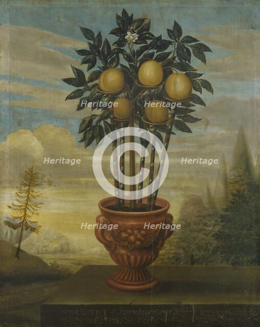 Orange tree in urn, 1733. Creator: David von Coln.