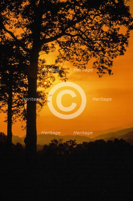 Orange Trees. Creator: Robert Manno.