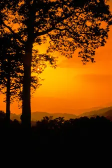 Orange Trees. Creator: Robert Manno