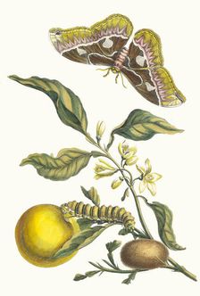 Oranger. From the Book Metamorphosis insectorum Surinamensium, 1705. Creator: Merian, Maria Sibylla (1647-1717)