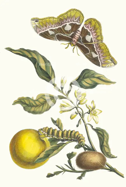Oranger. From the Book Metamorphosis insectorum Surinamensium, 1705. Creator: Merian, Maria Sibylla (1647-1717).