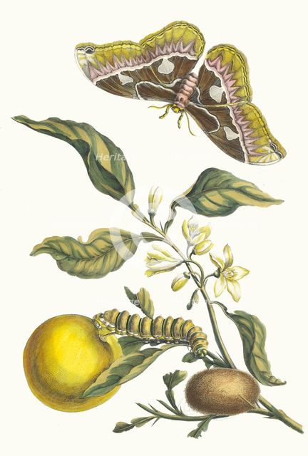 Oranger. From the Book Metamorphosis insectorum Surinamensium, 1705. Creator: Merian, Maria Sibylla (1647-1717).