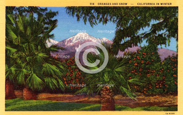 'Oranges and Snow, California in Winter', postcard, 1931. Artist: Unknown