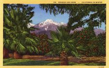 Oranges and Snow, California in Winter postcard, 1931